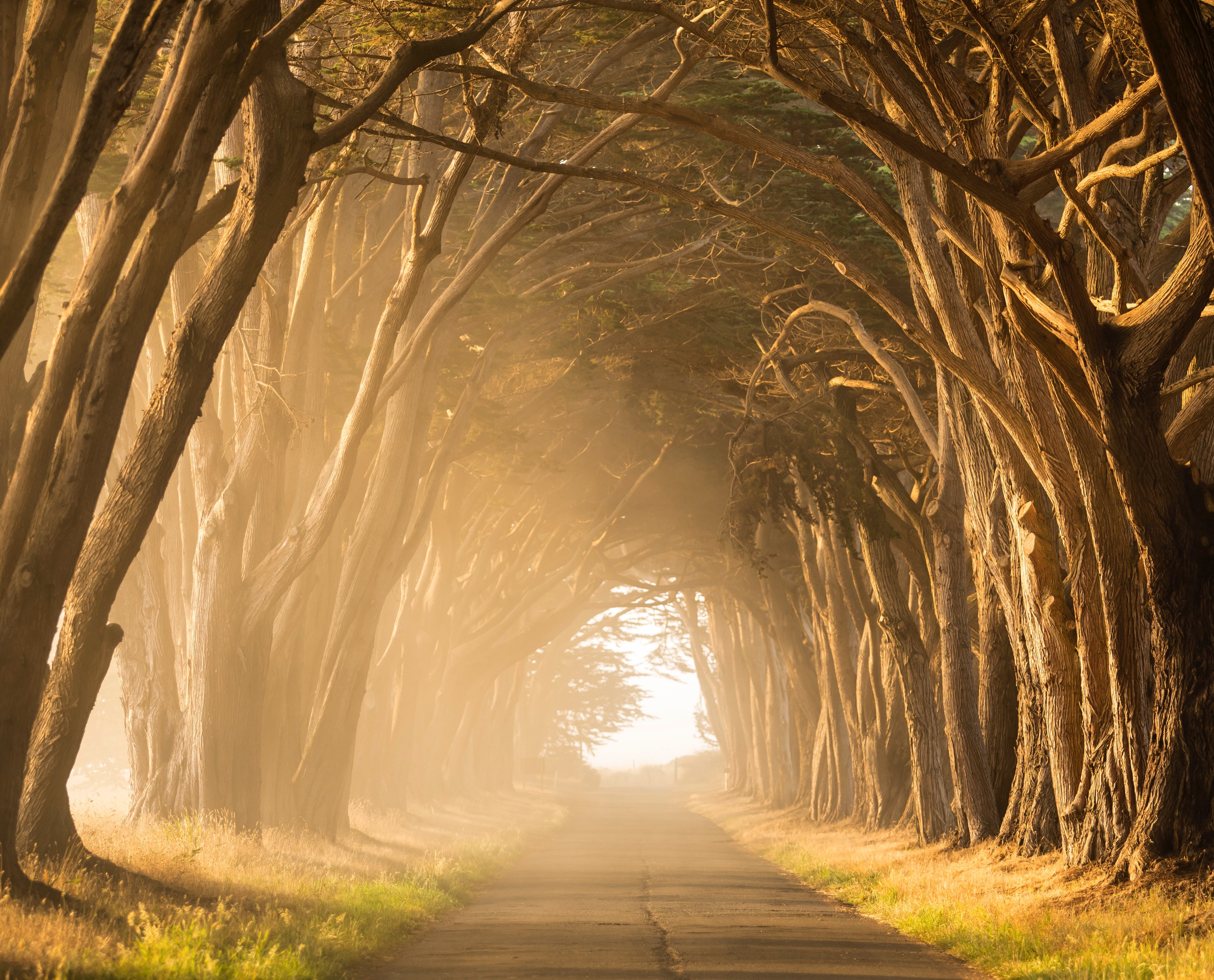 Auringon valaisema tie, jota puut ympäröivät.